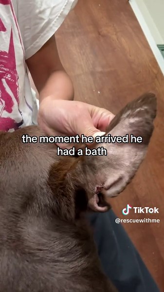 Remembering Parker: A Heartfelt Tribute to Our Beloved Dog