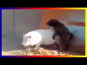 Funny Dog And Pig Mating Together