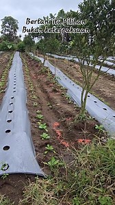 11K views · 163 reactions | Ada Jeruk,kopi,cabe Rawit,Cabe Merah,Bawang Merah,Sayur keriting dan Padi sebentar lagi memelihara lele di Bak,akhirnya MARJUMA MoDOM  | Rasli Rasyha Sinaga | Facebook