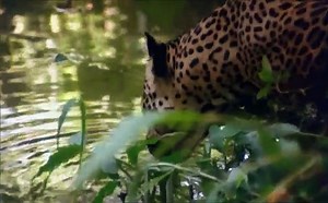 White Slave (1985) Schiave bianche violenza in Amazzonia Part 1/2