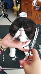 Adorable pets get cute haircuts | Handy Panda