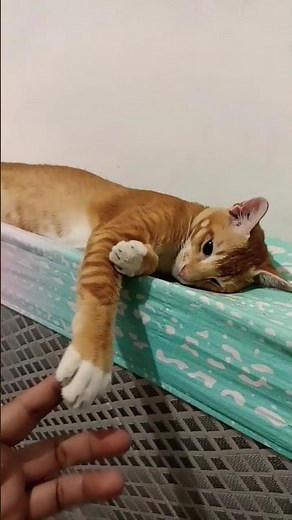 Lagi Santai dia #kucinglucu