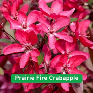 25 Prairie Fire Crabapple Tree Seeds: Ornamental Pink Blossoms - Etsy