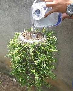 Creative ideas to grow flowers for small gardens 🌸 | DIY Balcony Garden