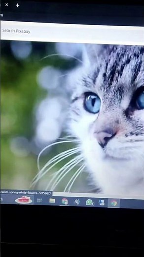 free stock images website - how to get copyright free images | best free stock photo website