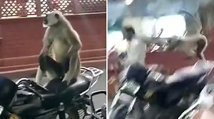 Indien: Wütender Affe attackiert Menschen und beschädigt Fahrzeuge