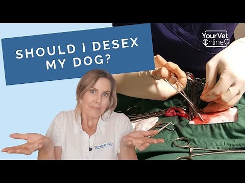 The Pros & Cons of Neutering Your Dog: Why Desex Your Dog?