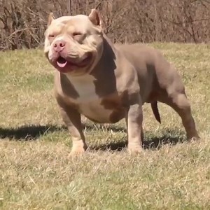 American Bully Empire Magazine 🤘 | American Bully Empire Magazine