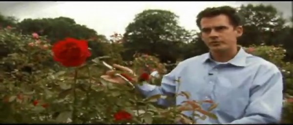 Fall Blooming Roses With the correct pruning roses can have a beautiful fall bloom. Click here for an interesting video that shows us how and when to prune. | GardenSMART