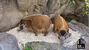 Red river hogs Garnet and Rhonnie went hog wild for their new bed of wood shavings! Be sure to turn up your sound to hear some adorable red river hog crunches and drop a 🛏️ in the comments if you love your bed as much as these two do! 😍❤️🥰 📹: Keeper Caitlin J. | Denver Zoo Conservation Alliance