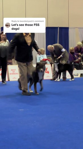 Rare Dog Breeds Showcase at the AKC National Championship