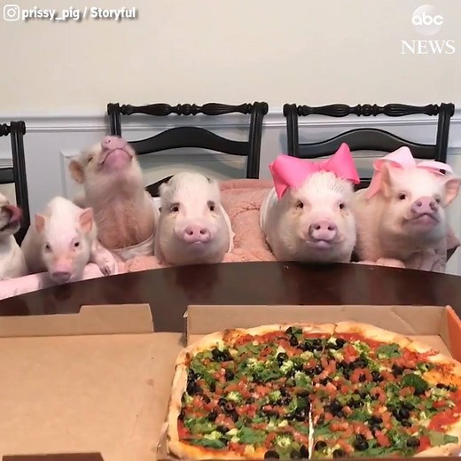 PIZZA PARTY: 5 pigs and a pug pig out on a piping-hot pizza. Don’t make a pig of yourself! http://abcn.ws/2F9UvZ5 | ABC News
