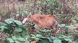 🐐 The goats are back! A four-legged crew is helping to maintain the environment near Parkway station. This natural approach encourages grassland species to dominate, helping insects and invertebrates to flourish. | South Gloucestershire Council
