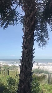 Gay Dolphin Gift Cove on Reels