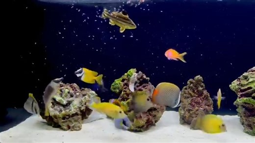 OUR CURRENT MARINE FISH 📍164 Cheltenham Road, Dandenong 3175 Open 10:30am - 5:30pm (closed Sunday & Monday) — * Allen’s Damsel $25 * Australian Stripey $70 * Barrier Reef Clownfish Pair $100 * Blonde Lipstick Tang $180 * Blue Spotted Rabbitfish $50 * Blue Tang $150 * Bristletooth Tang $85 * Clown Sweetlips Juv $100 * Copperband Butterfly $50 * Crescent Perch Juv $40 * Dog Face Puffer $100 * Flame Angel $450 * Foxface Rabbitfish $80 * Green Mandarin $65 * Klein’s Butterfly $50 * Lamarck’s Angel 