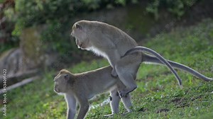 Monkey Macaca (Macaque) , Male And Female Long Tail Monkey Mating
