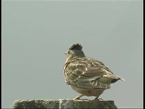- Alouette calandre 🎶🎶🐦👈👈👏👏 ( Melanocorypha calandra ) - Calandra Lark Superbe Nature 🎶 Bonne écoute 🔊 | Nature & Découverte