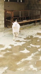 2.7K views · 60 reactions | Level hy boss  | Baba Goat & Cattle Farm | Facebook