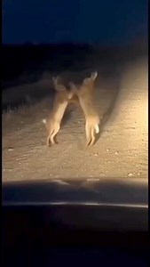 മുയൽ യുദ്ധം.... | Mango Malayalam