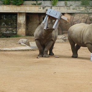 Throwback to the Rebel Rhino Forces taking on an invading AT-AT! 🦏💥🦏 | San Antonio Zoo