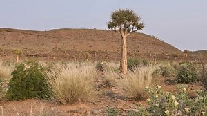 L'arbre du carquois est haut dans : vidéo de stock (100 % libre de droit) 3669989225 | Shutterstock