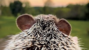 Beast Mode: Getting Wild and Woolly in the Animal Issue | Seven Days