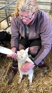 A wee orphan Texel lamb brought in from the field this morning needs to learn how to take it’s milk from the bottle | Newton Farm Holidays