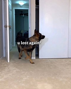 56K views · 1.2K reactions | DOGGO HIDE & SEEK  | Jade the Sable GSD | Facebook