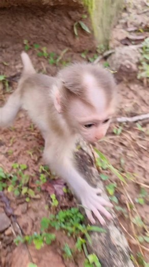 Oh, baby monkey Lynx, Lynx Lynx very cutie | Monkey Care