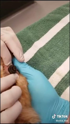 Biggest botfly I've ever seen!!🤯#botfly #larva #removal #extraction