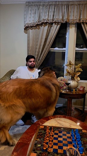 🎥🐾 WARNING: What happens when Simba REALLY loves you? 😱😂💘 Oh, he doesn’t just wag his tail… He doesn’t just sit beside you… 🚨 No, no… Simba goes FULL SPIRITUAL MISSION MODE. 🚀💞 💺 Guest: Sits down innocently on sofa 🦁 Simba: “NOW IS MY MOMENT TO SHINE.” Next thing you know — Simba’s climbing Mt. Guestmore ⛰️😂 Towering above, showering kisses 💋 from the heavens, Throwing in a paw (yes, the one that hurts 🐾😭) — Nothing will stop this Fluffy Guru of Love from expressing how DEEPLY he c