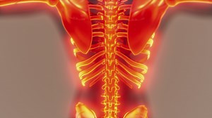 visible illustrated human skeleton bones