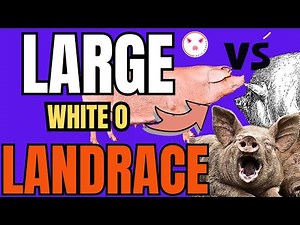 🤩 Which is the best large white or landrace pig breed? 🎇