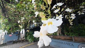 Gardenia Thunbergia Seeds – Fragrant White Bloom, Tropical Shrub - Etsy Canada