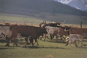 Vertical Integration in the Beef Industry