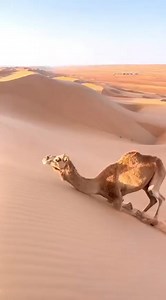 163K views · 959 reactions | Science And Technology | Science New Reels | Human Science Reels | Science Animation | Science Theory Reels | Knowledge Reels | Science Experiment Reels #science #scientist #sciencefacts #scienceexperiment #sciencefiction #knowledge #knowledgeispower #virals #fbreelsvideoreelsfb | Fact Knowledge Official | Facebook