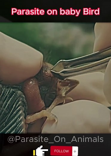 Parasite on baby bird 🥺🐤 #parasite #fpy #foryou #viral #trending #parasiteonanimals