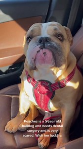 1.1K views · 31 reactions | Peaches has a broken Canine tooth and Lower Enamel Hypoplasia. She will need to undergo high risk dental surgery. Please wish her luck 爛 #americanbully #pocketbully #xlbully | Pablo The Bully | Facebook