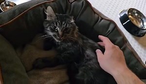 18 reactions · 31 shares | Nos chats de plus d'un an à l'adoption...