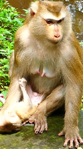 Lonely baby monkey experiences painful rejection from mother, pushed away and denied milk during weaning, struggling for survival in the wild. #babyanimals #reelsfb #leo #wildlife #animals #rainbow #libby #monkey #cuteanimals #luno #fblifestyle | Monkey Of Cambodia