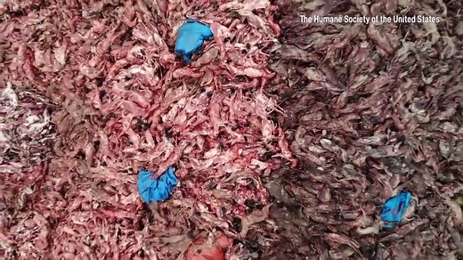 GRAPHIC: Harrowing aerials capture skinned foxes piled in a heap