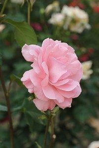 Frost Damage On Knockout Roses - Garden Guides