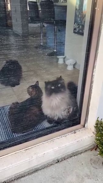 a conversation with Noodle | Friendly Noodles