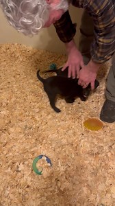 … these gals will brighten your day! | Bailiwick Kennel Page