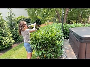 Trimming Our Schip Laurel Hot Tub Hedge and Planting Blue Mouse Ears Hosta and Orchid Sunpatiens🌸