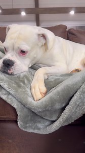 There have been some thefts reported. Please subscribe your pup to monthly toys + treats as an apology, and for this FREE gift! | BarkBox | Facebook