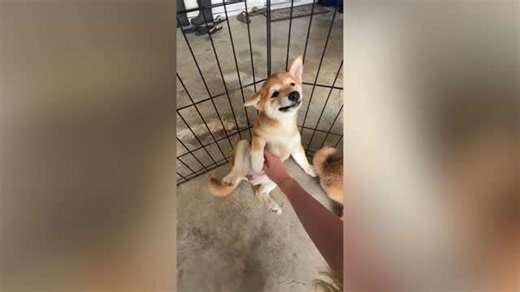 Couple Adopt Shiba After She Couldn't Stop Smiling At Them When They Visited Breeder | Happily TV