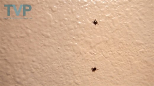 Brown dog ticks exhibit distinct endophilic behavior, allowing populations to persist indoors once introduced. Read the full article at https://go.navc.com/3Ue2Gwz | Today's Veterinary Practice