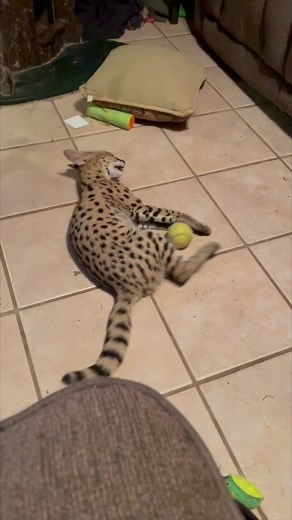 Playful African Serval #africanserval #playing #cute #animalrescue #animals | The CARE Foundation