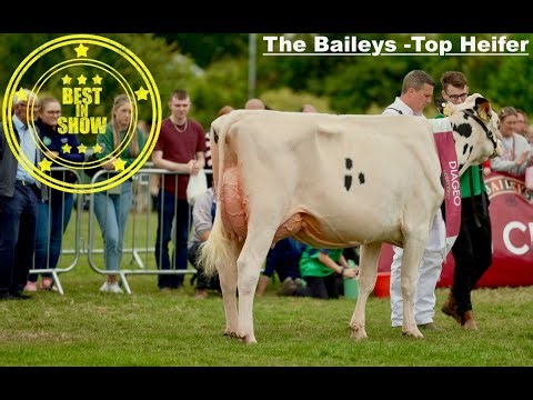 Heifer in- Milk Class Greenlea Holsteins win 1st & 2nd at the Baileys 2025 !!